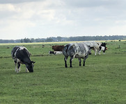 Dikbilkoeien