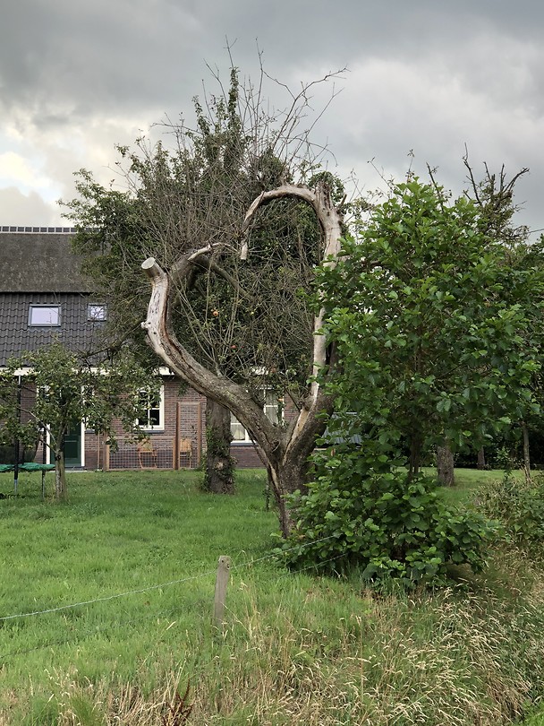 Een toevallige compositie van takken