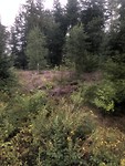 Een stukje heide