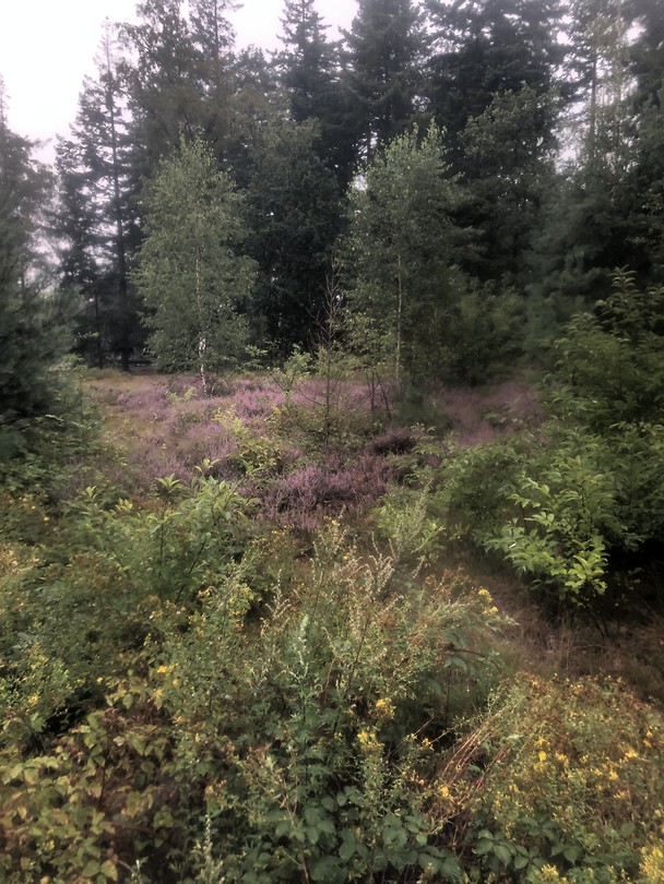 Een stukje heide
