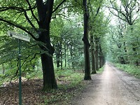 Het boshijgerspaadje