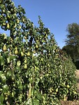 Peren in overvloed