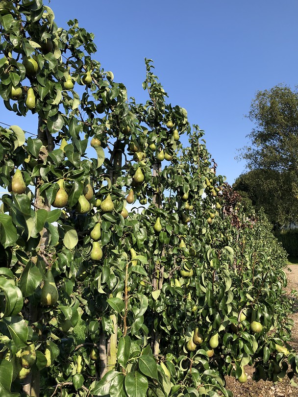 Peren in overvloed