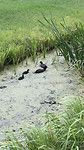 Jonge eendjes