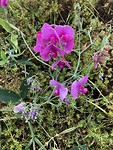 Bloemen in de berm