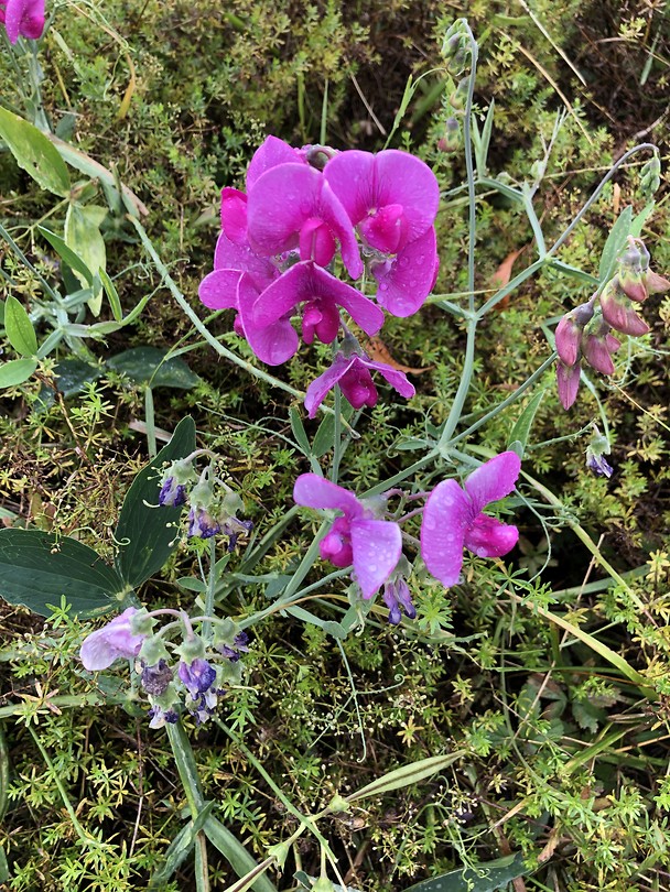Bloemen in de berm