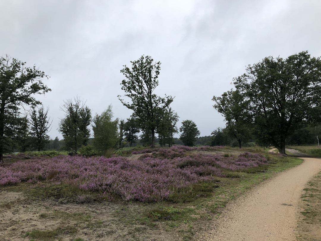 Bloeiende heidevelden