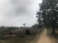 De heide door een mist van regen