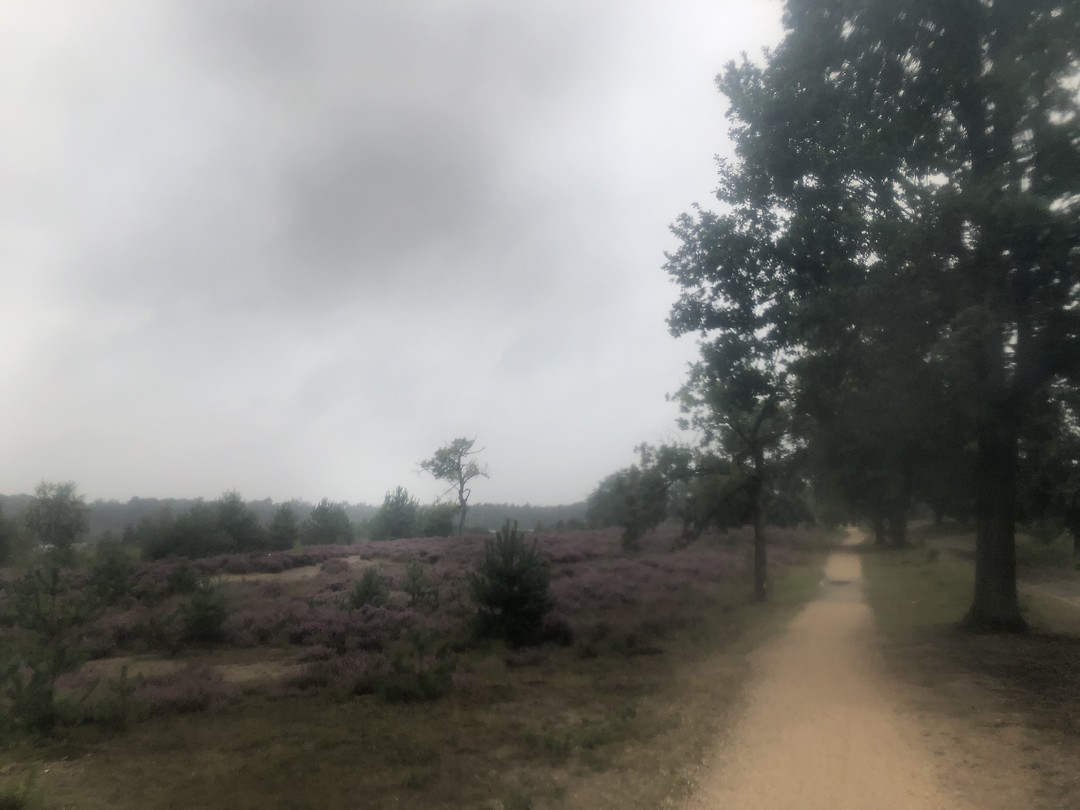 De heide door een mist van regen