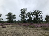 Heidevelden