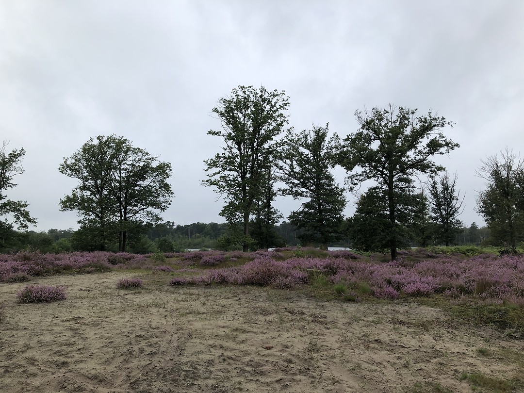 Heidevelden