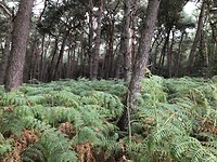 Hoge varens in het bos