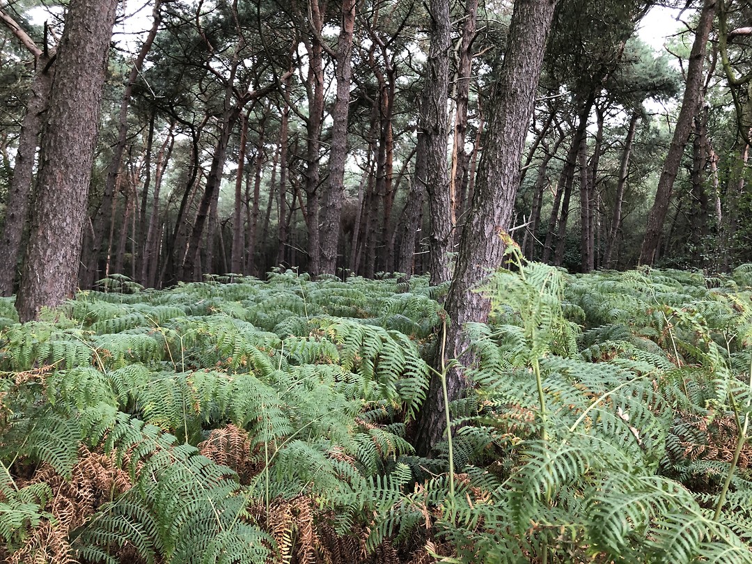 Hoge varens in het bos
