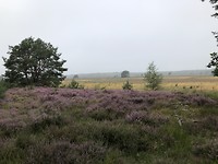 Prachtige heidevelden
