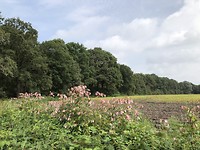 Bloeiende berm