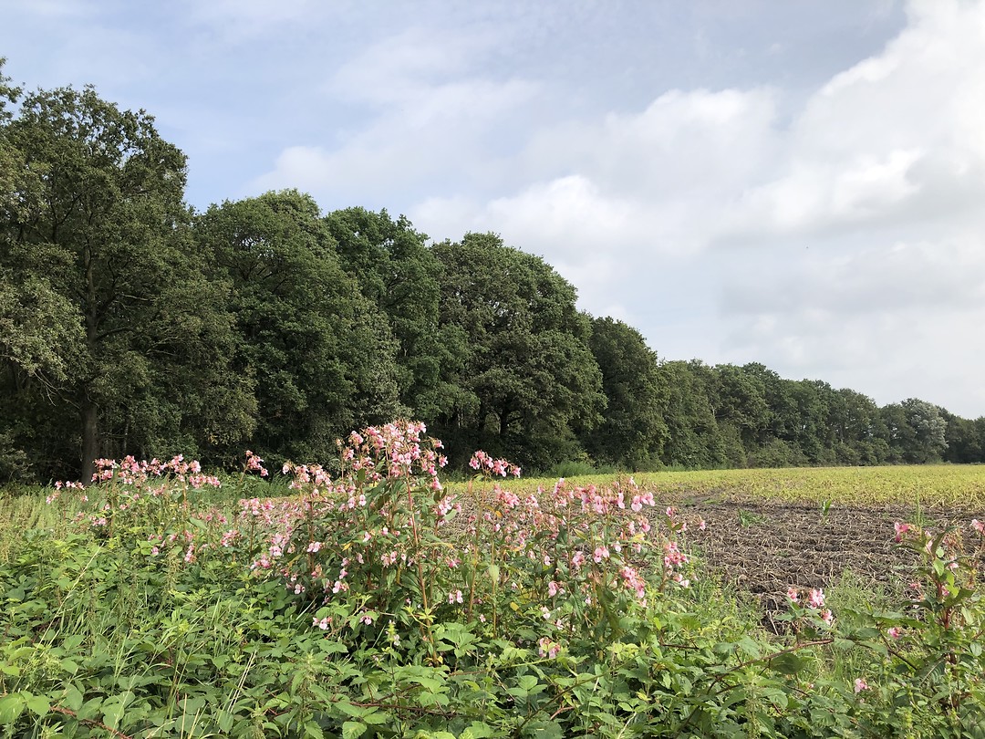 Bloeiende berm