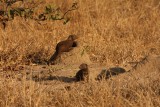 Zuid-Afrika 2014 038