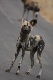 Zuid-Afrika 2014 224