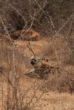 Zuid-Afrika 2014 412