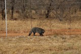 Zuid-Afrika 2014 791