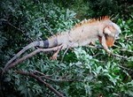 Tree-chicken