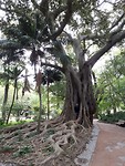 Jardim da Estrelate