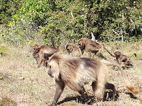 Gelada baviaan