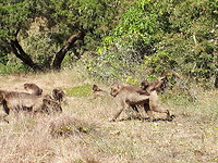 Gelada bavianen