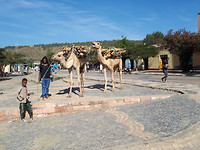 Kamelen
