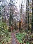 Schokkerbos