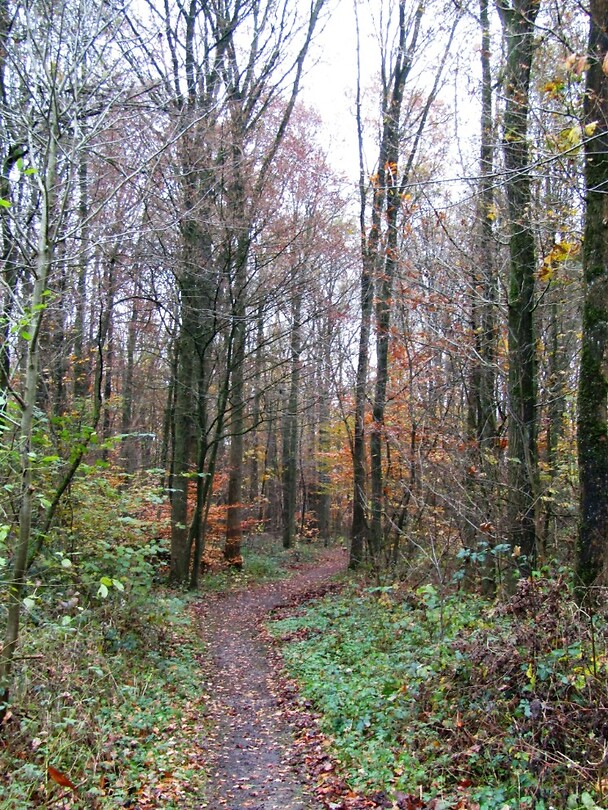 Schokkerbos