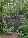 Rhododendrons