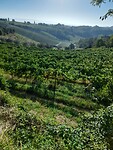 Onderweg naar Colle di Val d'Elsa