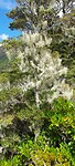 Alpine Nature Walk.