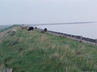 Schaapjes op de dijk