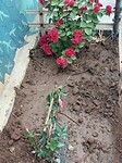 De nieuwe planten