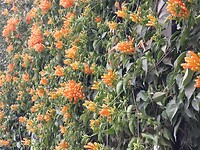 De bestaande plant