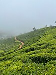 Nuwara Eliya