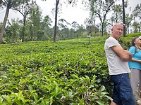 Nuwara Eliya