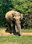 Wilde olifant