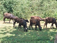 Waterbuffels
