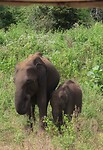 Udawalawe NP