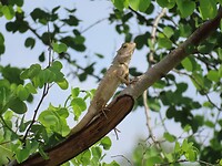 Udawalawe NP