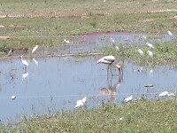 Udawalawe