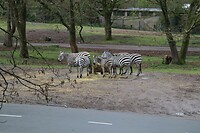 IMG_0399