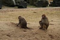 IMG_0452