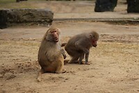 IMG_0460