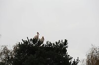 IMG_0486