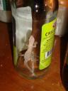 Veel voorkomende salamander in een flesje bier