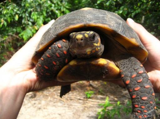 ninja turtles bij de vlinderkwekerij